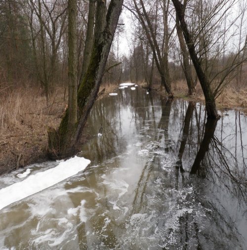 Rzeka Zagożdzonka przy wylocie kolektora ścieków odprowadzanych z oczyszczalni ścieków w Pionkach - 8.03.2017 r.