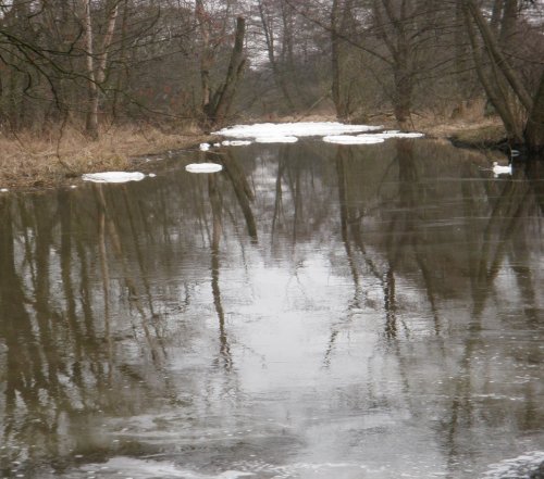 Rzeka Zagożdżonka ok. 200 m poniżej wylotu kolektora ścieków odprowadzanych z oczyszczalni ścieków w Pionkach - 8.03.2017 r.